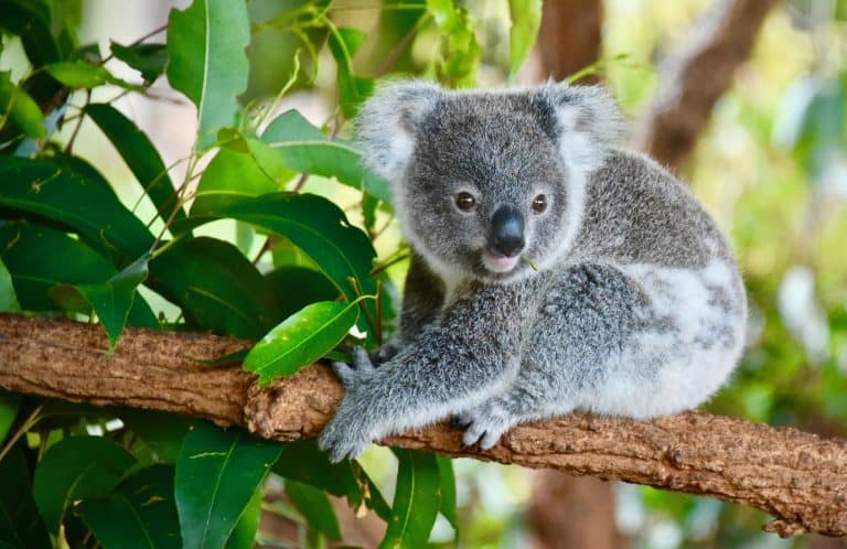 koala in tree, koalas are in danger, currumbin wildlife hospital, attwood marshall lawyers